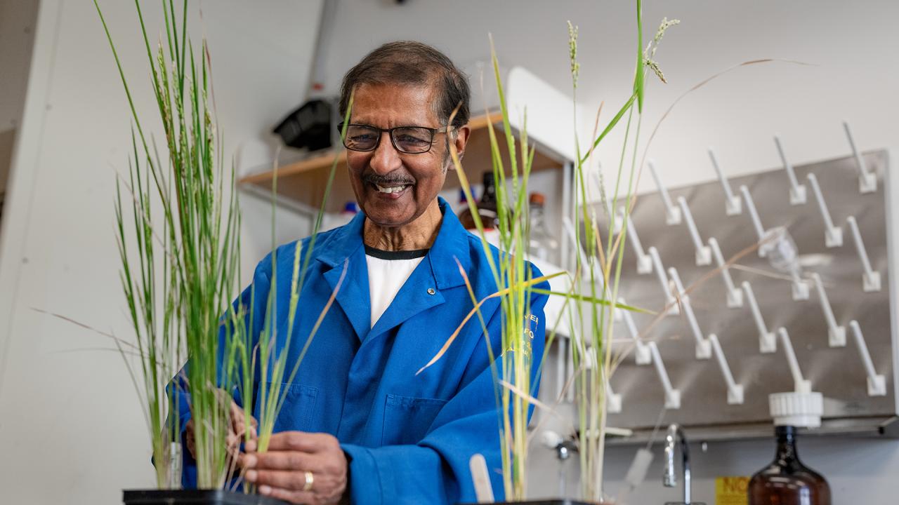 Plant Biologist Venkatesan Sundaresan Wins 2024 Wolf Prize in